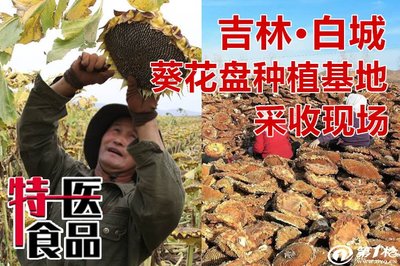 吉林白城盐碱地 葵花盘生产加工企业